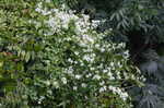 Leatherleaf clematis